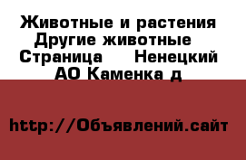 Животные и растения Другие животные - Страница 2 . Ненецкий АО,Каменка д.